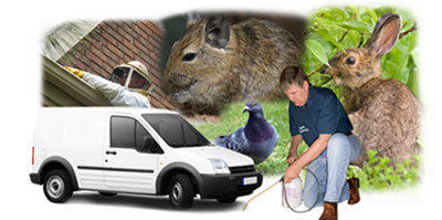 Woodford Green local van